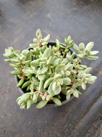 Crassula rogersii variegata 若歌诗锦