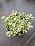 Crassula rogersii variegata 若歌诗锦
