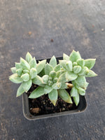 *GLGhybrid(1-702) Pachyphytum compactum hybrid 千代田之松杂