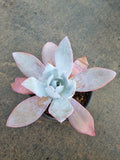 11cm pot Echeveria Cante  广寒宫11cm盆