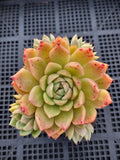 *GLGhybrid(1-562) Echeveria Agavoides hybrid 东云杂
