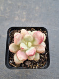 Graptoveria 'Avant-garde' 先锋派