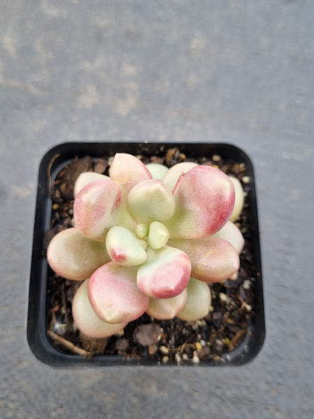Graptoveria 'Avant-garde' 先锋派