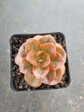 Echeveria Melaco 巧克力方砖