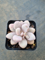 Graptopetalum amethystinum aka. Lavender Pebbles 桃蛋