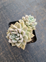 *GLGhybrid(1-718) Graptopetalum Mendozae hybrid 丸姬杂
