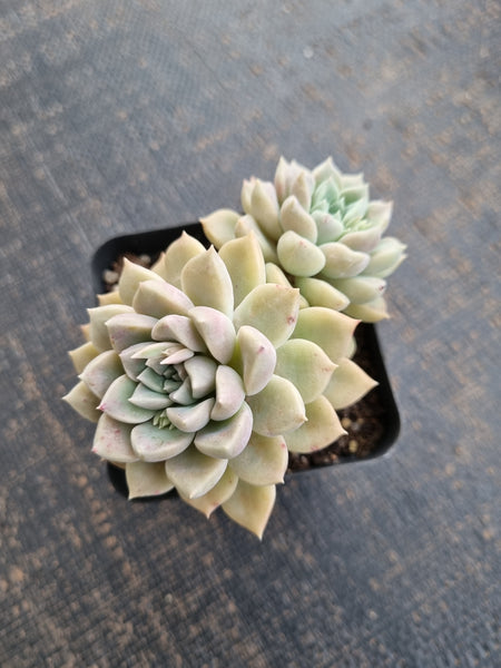 *GLGhybrid(1-718) Graptopetalum Mendozae hybrid 丸姬杂