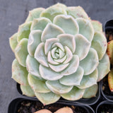 *GLGhybrid(1-508) Special hybrid pack of 4