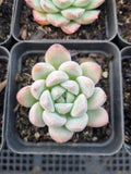*GLGhybrid(1-906) Special hybrid pack of 4
