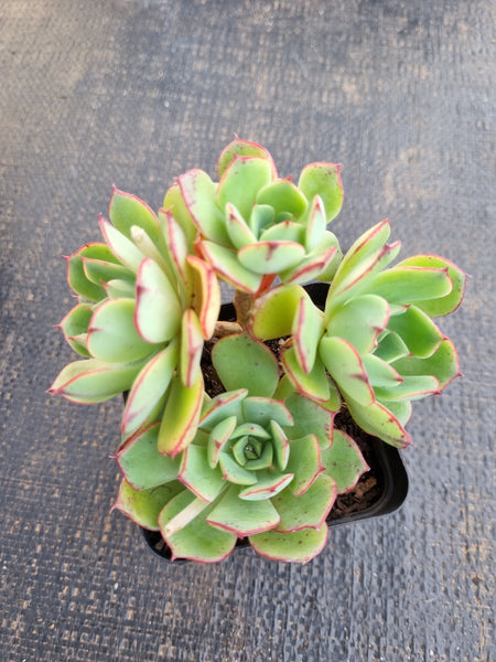 *GLGhybrid(1-1303) Echeveria Ballsii Hybrid 灰姑娘杂