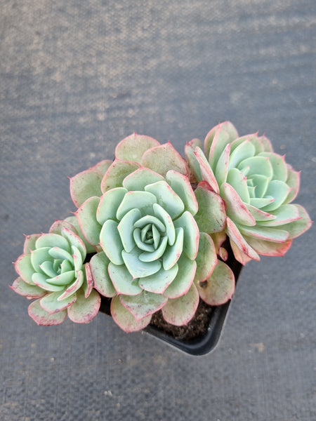 *GLGhybrid(1-1391) Echeveria Laulensis hybrid 劳伦斯杂