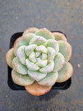 Echeveria Ice Green 冰玉