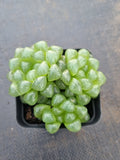 Haworthia cooperi