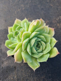 *GLGhybrid(1-384) Echeveria Elegans 'Alba' hybrid 白月影杂