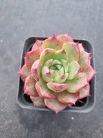 *GLGhybrid(1-1007) Echeveria hyalina X Echeveria Romeo Rubin(small) 海螺