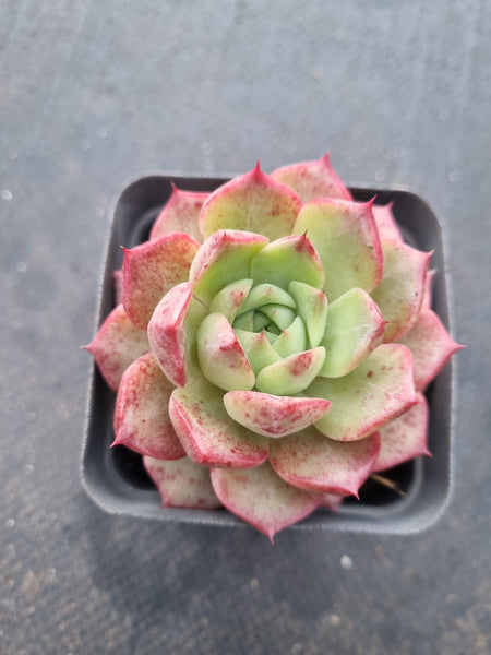 *GLGhybrid(1-1007) Echeveria hyalina X Echeveria Romeo Rubin(small) 海螺