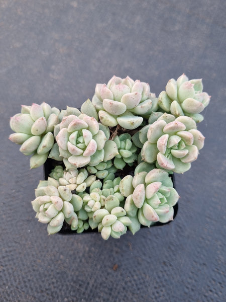*GLGhybrid(1-887) Graptoveria Titubans hybrid 白牡丹杂