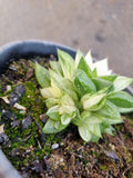Haworthia varigated no ID 某玉露锦