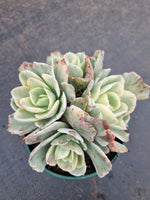 11cm pot Echeveria Japan moon river (variegated) 月亮河锦11cm盆