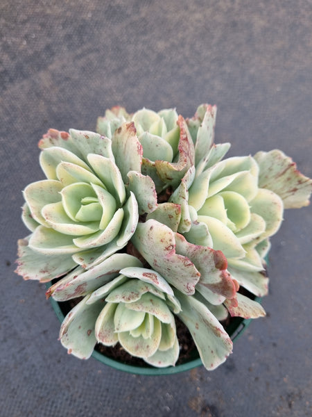 11cm pot Echeveria Japan moon river (variegated) 月亮河锦11cm盆