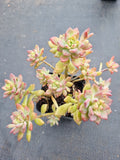 Graptosedum Little Beauty 小美女