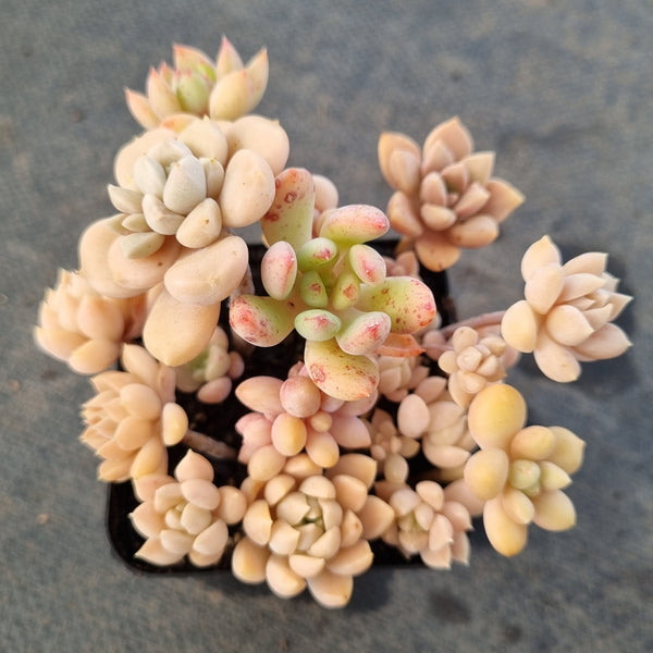 *GLGhybrid(1-1666) Assorted Succulents