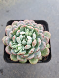Echeveria setosa var. deminuta x lilacina 姬小光