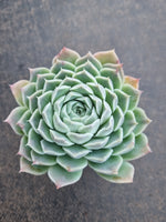 *GLGhybrid(1-809) Echeveria Hyalina hybrid 海琳娜杂