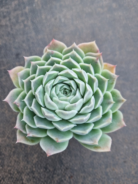 *GLGhybrid(1-809) Echeveria Hyalina hybrid 海琳娜杂