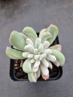 Echeveria sp. (New Irish Mint) variegated 新爱尔兰薄荷锦