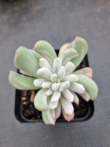 Echeveria sp. (New Irish Mint) variegated 新爱尔兰薄荷锦