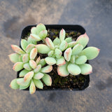 Pachyveria Claire 迈达斯国王