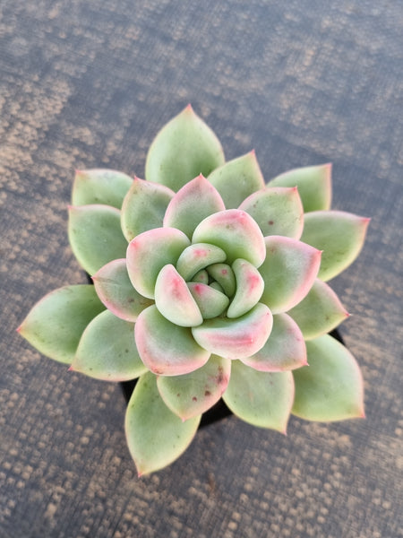 *GLGhybrid(1-232) Pachyveria Elaine hybrid  香水杂