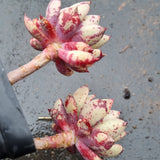 *GLGhybrid(1-1600) Echeveria Puebla hybrid 普埃布拉杂