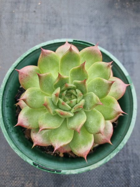 *GLGhybrid(2-368) Echeveria cuspidata var. Zaragozae hybrid 黑爪杂