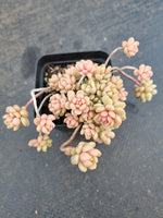 GLGhybrid Graptopetalum Cherry Danko 樱丸