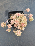 GLGhybrid Graptopetalum Cherry Danko 樱丸