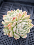 *GLGhybrid(1-550) Echeveria Elegans 'Alba' hybrid 白月影杂