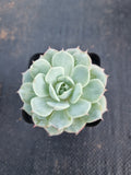 Echeveria Deresina 雪域