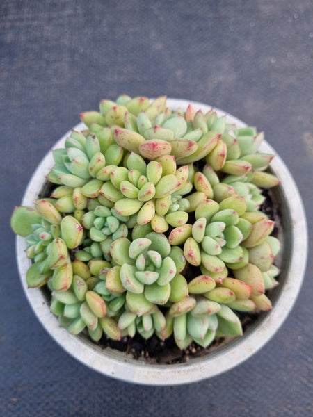 *GLGhybrid(2-301) Graptopetalum Mendozae hybrid 丸姬杂