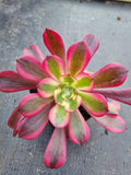 Aeonium 'Medusa' 美杜莎