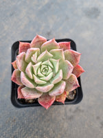 *GLGhybrid(1-1054) Echeveria hyalina X Echeveria Romeo Rubin海螺
