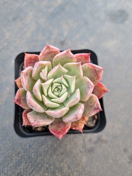 *GLGhybrid(1-1054) Echeveria hyalina X Echeveria Romeo Rubin海螺