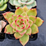 *GLGhybrid(1-506) Special hybrid pack of 4