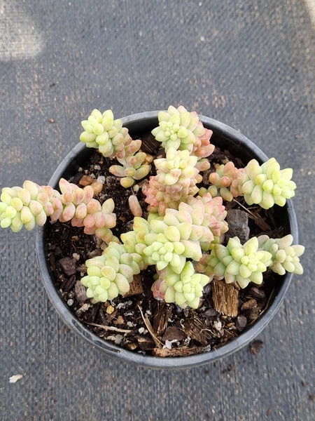 11cm pot Sedum Morganianum ‘Burrito’ 新玉坠