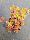 Aeonium saundersii 橄榄球玫瑰