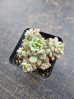 *GLGhybrid(1-709) Sedum Perezdelarosae hybrid 焦糖精灵杂