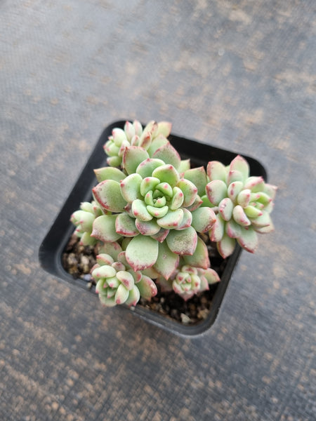 *GLGhybrid(1-709) Sedum Perezdelarosae hybrid 焦糖精灵杂