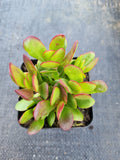 Crassula Platyphylla 紫蝶