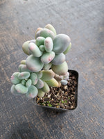 *GLGhybrid(1-754) Pachyveria 'Concubine's Finger' 贵妃手指